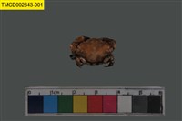 藏品(火紅皺蟹)的圖片